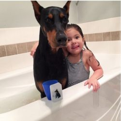 With all its positive qualities and good natural inclinations, the Doberman is a dog that is not ...