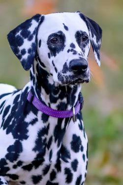 Dalmatians do not require complicated and tedious grooming. Their “fur coat” does no ...