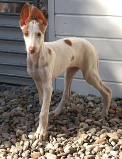 The Ibiza Greyhound has the grace of a deer combined with the power of a hunting dog, and its cl ...