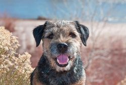 Initially, the Border Terrier was known and popular only in its homeland. This continued until t ...