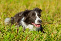 formed separate varieties of the breed, which gave the name of the dependence on the area from w ...