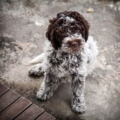 The Italian Water Dog should be bathed regularly at regular intervals. Before bathing, be sure t ...