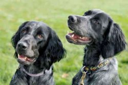A tall, slender dog with a large head, somewhat pendulous damp lips, and thick drooping ears. Sh ...