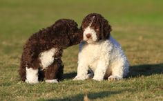 Initially, the Italian Water Dog was bred as a working breed for hunting purposes. Since she kno ...