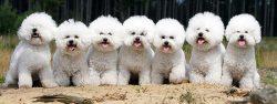 The Bichon Frize (pronounced Bichon Frize) is believed to be a descendant of the Water Spaniel,  ...