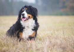 They are attached to one person, but these are not the kind of dogs that ignore the rest, they g ...