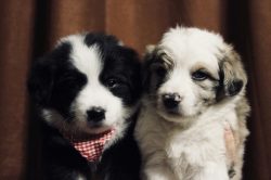 A border collie dog is an excellent companion for a person of any age, for a single owner, or a  ...