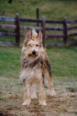 The breed also has a well-developed sense of humor, making them lovable companions, and they con ...
