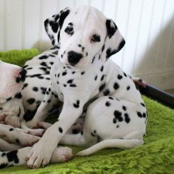 The animal needs a comfortable dry place and a soft bed for sleeping: a folding bed can be used  ...