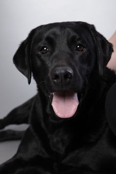 Labrador retrievers were bred specifically for hard physical work. Dogs are full of energy, so t ...