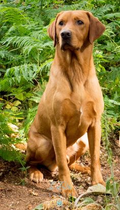 It is good if the Labrador will live in a large apartment or in a house with a backyard where he ...