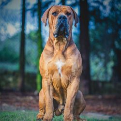 Boerboels settled in Africa in the 17th century, but it is quite possible to trace their history ...
