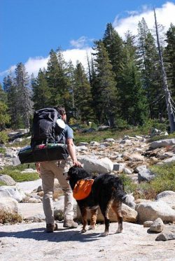 Herding mountain dogs have lived in Switzerland for a long time, but when the Romans invaded the ...