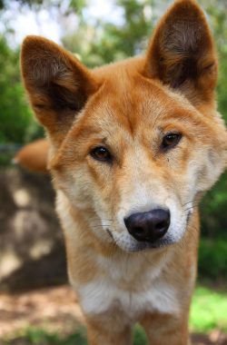 After the domesticated dogs hit the Australian mainland, they became feral again. 