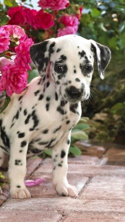 Long-term exposure to frost is not recommended; make sure that the dog has a jumpsuit for the wi ...