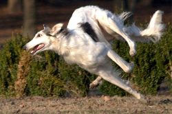 Admirers of Russian canine sighthounds have formed the Imperial Association to preserve and rest ...