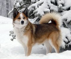 The Icelandic dog is a typical representative of the spitz-like breeds of the so-called primitiv ...