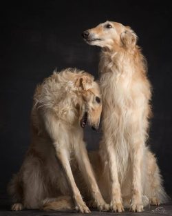 Due to the lack of a large amount of fat in the body, dogs of this breed are very sensitive to d ...