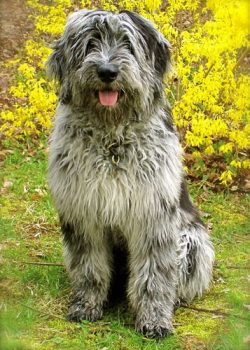 After World War II, the dog population almost disappeared. The breed was restored by a team of b ...