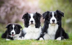 Border Collies are very loyal to their family, they see the meaning of their existence in making ...