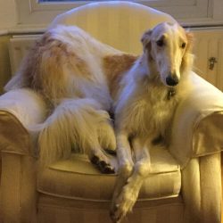 Care of the delicate coat of Russian greyhounds requires care: they often develop tangles on the ...