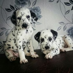 Also dexterous and agile Dalmatians often took part in the performances of circus artists. 