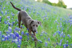 The Blue-Lacy has several issues of some concern. Because there is a genetic link between coat p ...
