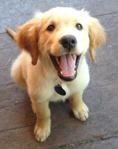 Dogs of this breed are an excellent choice for beginner dog breeders. The owners of these affect ...