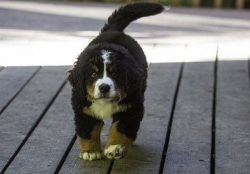 Sennenhunds coped with this task, but the peasants did not need such large dogs just for these p ...