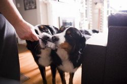 The Bernese is similar to other Mountain Dogs but has a longer coat. The Bernese Mountain Dog is ...