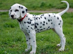 Such dogs perfectly feel the mood of a person and adapt to it, they are happy to carry out comma ...