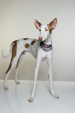 The first Ivesian greyhounds arrived in Rhode Island, USA in mid-1956, where Colonel Sloan broug ...