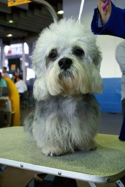 If the terrier is kept in an apartment, train him to the place from the first days. 
