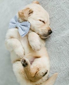 The popularity of the Labrador Retriever has provoked the emergence of careless dog breeders who ...