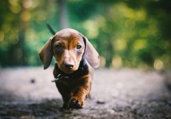 All dachshunds are long-livers – life expectancy is 13-15 years. 