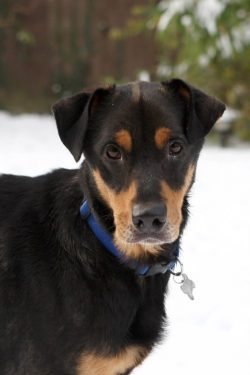 The head of the New Zealand Huntway is medium-sized, the muzzle is elongated, narrowed to the no ...