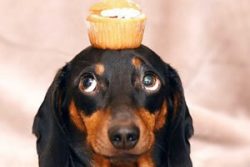 You need to deal with dachshunds only when the owner and the pet are in a good mood, inclined to ...