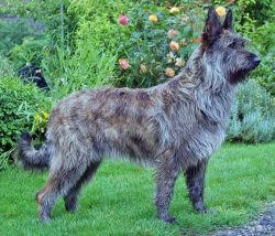 Berger Picard’s traits include a lively, intelligent personality, as well as an empathetic ...