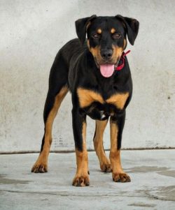 New Zealand Shepherd Dogs are good-natured and friendly dogs. They get along well with children. ...