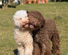 Naturally, no rudeness towards a dog can be tolerated, even if the dog is stubborn since the lag ...