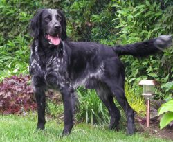 It is not difficult to train the representatives of the breed, but it will take experience in ra ...