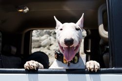 In 1864, two bull terriers – James’s beloved pets – made a splash at the next  ...