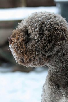 Lagotto Romagnolo is not only gifted with brilliant working ability, but is also known as an aff ...
