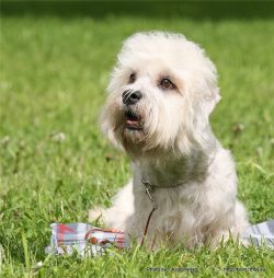 Unreasonable aggression is not inherent in Dinmont Terriers. They are friendly animals, but with ...