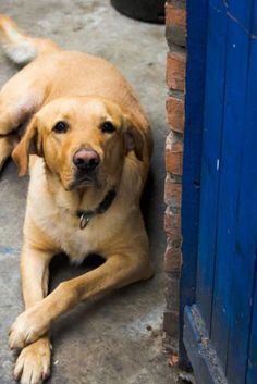 The combination in a Labrador of an unlimited love for food and a sharp scent is a potential nui ...