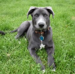 Check your pet’s ears. They should be damaged, reddened. There should be no bad smell comi ...