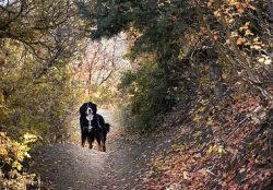 They are dense, but not stocky, the body is proportional. Under the thick coat, there is a devel ...