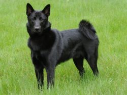 The Norwegian Black Elkhound is the younger brother of the Gray Elkhound. Dogs differ in size an ...