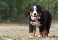 Pinschers and Schnauzers have lived in Germanic-speaking tribes since time immemorial. They hunt ...