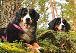 The ears are triangular in shape and medium in size, drooping down when the dog is relaxed and r ...